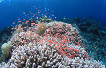 Bunaken - Coral Triangle Day 2024 photo competiion Reinhart Garang